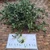 Maman lanang (Cleome rutidosperma) Fringed Spiderflower, 360 Grams