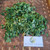 Maman lanang (Cleome rutidosperma) Fringed Spiderflower, 780 Grams