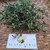Maman lanang (Cleome rutidosperma) Fringed Spiderflower, 600 Grams