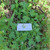 Maman lanang (Cleome rutidosperma) Fringed Spiderflower, 600 Grams