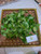 Tembelekan (Lantana Camara) Shrub Verbena, 30 Grams
