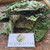 Pagoda Flower (Clerodendrum paniculatum), 780 Grams