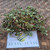 Patikan Cina (Euphorbia thymifolia) Gulf Sandmat, 90 Grams