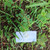 Patikan Cina (Euphorbia thymifolia) Gulf Sandmat, 90 Grams