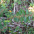 Patikan Cina (Euphorbia thymifolia) Gulf Sandmat, 180 Grams
