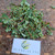 Patikan Cina (Euphorbia thymifolia) Gulf Sandmat, 180 Grams