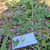 Patikan Cina (Euphorbia thymifolia) Gulf Sandmat, 180 Grams