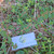 Patikan Cina (Euphorbia thymifolia) Gulf Sandmat, 180 Grams