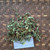 Patikan Cina (Euphorbia thymifolia) Gulf Sandmat, 180 Grams