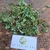 Patikan Cina (Euphorbia thymifolia) Gulf Sandmat, 780 Grams