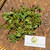 Patikan Cina (Euphorbia thymifolia) Gulf Sandmat, 780 Grams