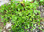 Pegagan (Centella Asiatica) Indian Pennywort, 90 Grams