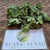 Pegagan (Centella Asiatica) Indian Pennywort, 180 Grams