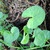 Pegagan (Centella Asiatica) Indian Pennywort, 600 Grams