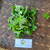 Pegagan (Centella Asiatica) Indian Pennywort, 780 Grams