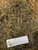Meniran (Phyllanthus urinaria) Chamber Bitter, 30 Gram