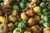 Asam Gelugur - Garcinia atroviridis Dried, 200 Grams
