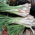 Sereh Kering - Chopped Lemongrass Dried, 180 Grams