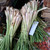 Sereh Kering - Chopped Lemongrass Dried, 360 Grams