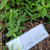 Bayam Dempo (Alternanthera philoxeroides) Alligator Weed, 30 Gram