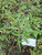 Urang Aring Eclipta Prostrata, 360 Grams