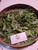 Urang Aring Eclipta Prostrata, 780 Grams