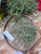 Putri Malu (Mimosa pudica) Shameplant, 90 Grams