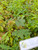 Putri Malu (Mimosa pudica) Shameplant, 180 Grams