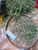 Putri Malu (Mimosa pudica) Shameplant, 180 Grams