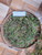 Putri Malu (Mimosa pudica) Shameplant, 360 Grams