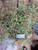 Putri Malu (Mimosa pudica) Shameplant, 360 Grams