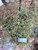 Putri Malu (Mimosa pudica) Shameplant, 600 Grams