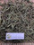 Putri Malu (Mimosa pudica) Shameplant, 780 Grams