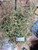 Putri Malu (Mimosa pudica) Shameplant, 780 Grams