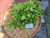 Bandotan (Ageratum conyzoides) Billygoat weed, 30 Gram
