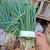Dried Scallions (Daun bawang) Spring Onion Flakes, 180 Grams