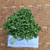 Dried Scallions (Daun bawang) Spring Onion Flakes, 180 Grams