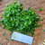 Dried Scallions (Daun bawang) Spring Onion Flakes, 360 Grams