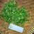 Dried Scallions (Daun bawang) Spring Onion Flakes, 360 Grams