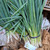 Dried Scallions (Daun bawang) Spring Onion Flakes, 600 Grams
