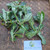 Ginseng Jawa (Talinum paniculatum) Fameflower, 180 Grams