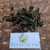 Ginseng Jawa (Talinum paniculatum) Fameflower, 180 Grams