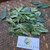 Ginseng Jawa (Talinum paniculatum) Fameflower, 180 Grams