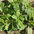 Ginseng Jawa (Talinum paniculatum) Fameflower, 360 Grams