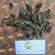 Ginseng Jawa (Talinum paniculatum) Fameflower, 600 Grams