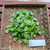 Beluntas (Pluchea Indica) Indian Camphorweed, 30 Grams
