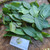 Ceguk (Combretum indicum) Rangoon creeper, 30 Grams