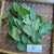 Ceguk (Combretum indicum) Rangoon creeper, 90 Grams