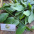 Ceguk (Combretum indicum) Rangoon creeper, 180 Grams