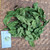 Ceguk (Combretum indicum) Rangoon creeper, 180 Grams